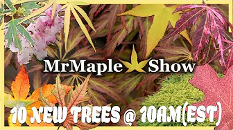 These Japanese Maples are Spooky Good For the 10@10 | Oct 2 2025!