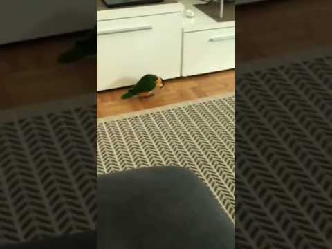 video phone beyonce mp3 Parrot Dances in Front of TV