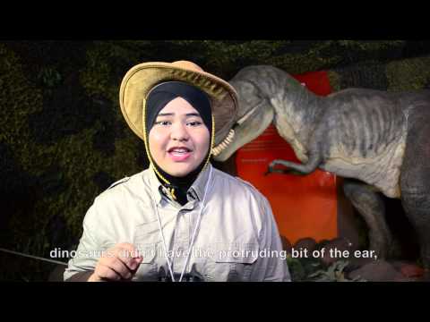 Where are the dinosaurs' ears?