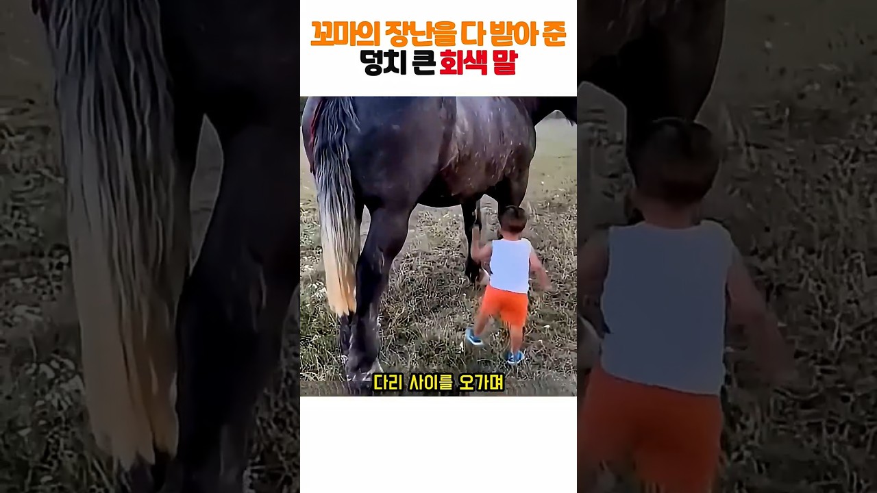 자기보다 수십 배 큰 거대한 말에게 다가가 꼬리 잡고 장난쳐도 끝까지 다 받아준 천사 말 ㄷㄷ ㅠㅠ #말 #동물영상 #감동실화 #힐링 #도파민폭발