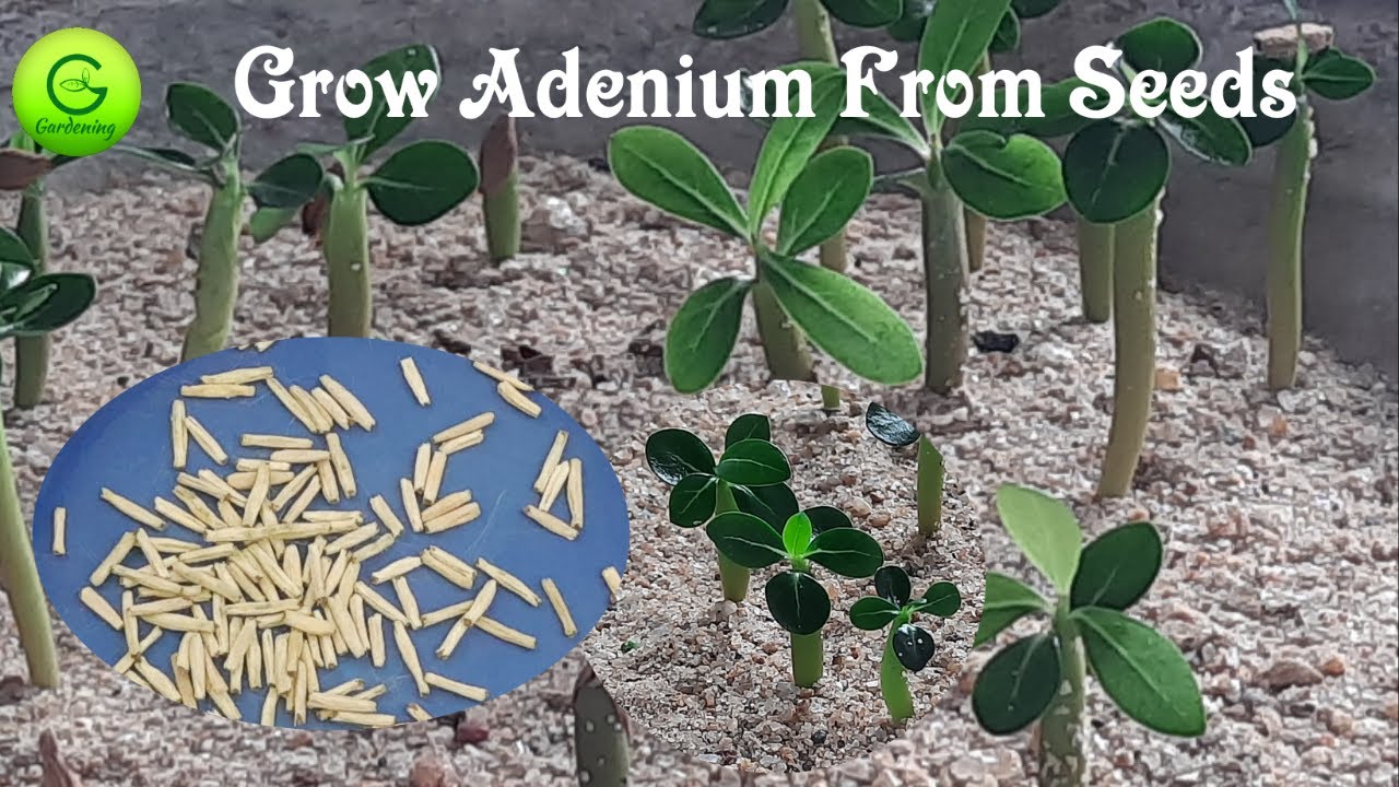 Adenium Seeds Growing II How to Grow Adenium from seeds II Desert Rose