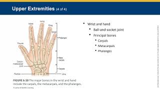 EMT06 Chapter 6: Human Body Part 2
