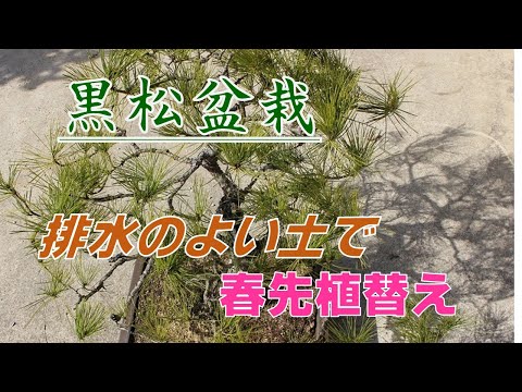 2月から黒松盆栽の植え替え時期です。 hqdefault
