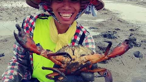 Bắt cua kết thụ vụ nuôi tôm, chuẩn bị trồng lúa ST24