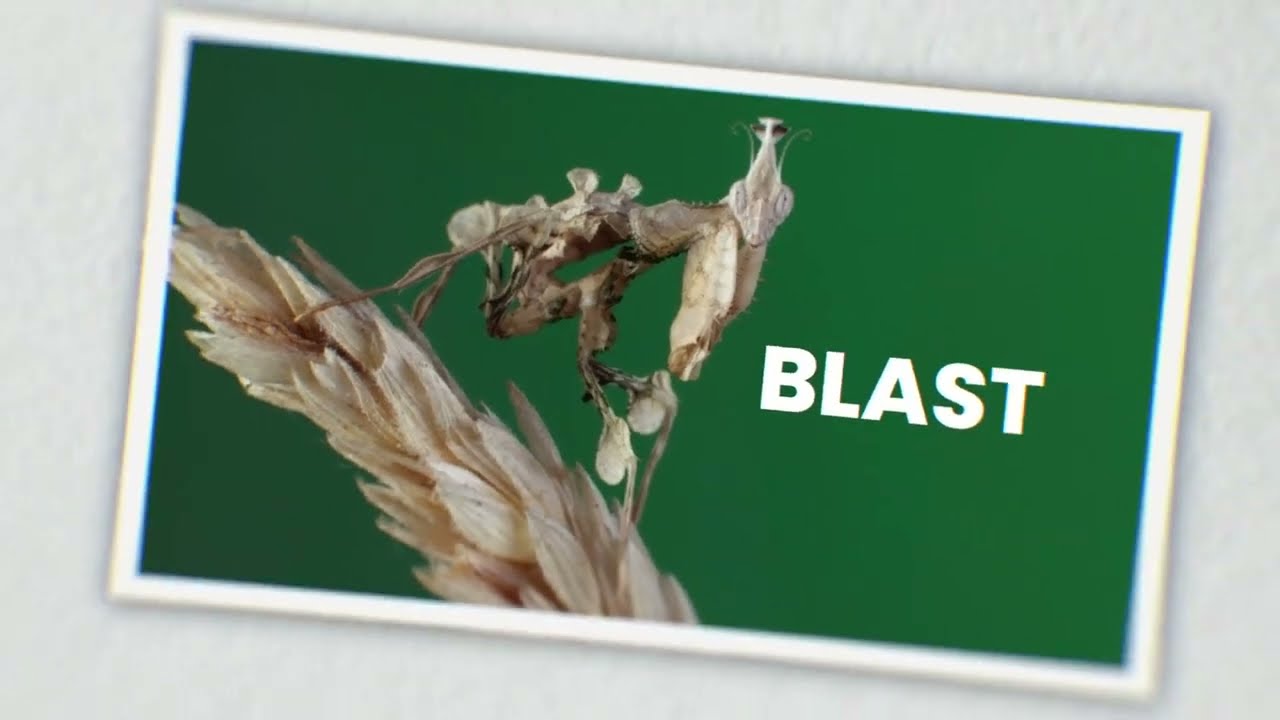 Introducing SPORIDEX™ – Next-Gen Biological Precision Against Plant Diseases