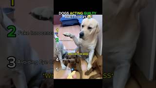 Guilty Dogs Caught On Camera Ranked