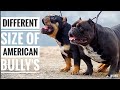 DIFFERENT SIZE OF AMERICAN BULLY'S,FULL EXPLANATION WITH DIFFERENT VIDEOS