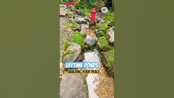 FishPond Overflow to waterfall #ponds #waterfall #waterfeature