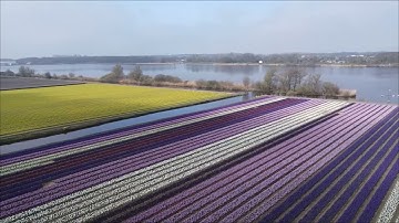 Bollenvelden bij het Oosterduinse meer, Noordwijkerhout