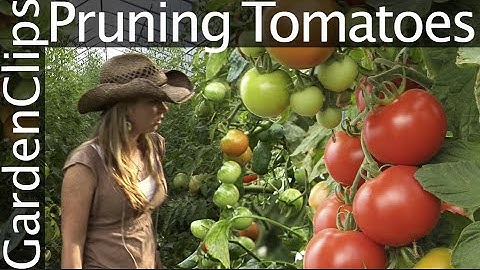 How to Prune Tomato Plants to Increase Yields and Prevent Disease and Rot
