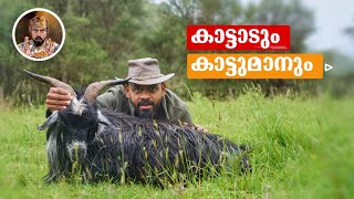 Wild Goat Huntingdeer Huntingbest Hunting hunting In New Zealandferrell Goats