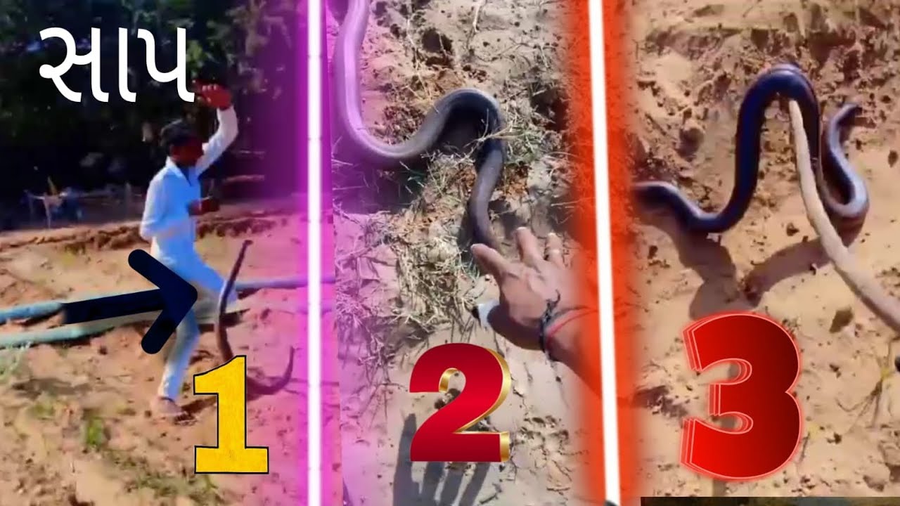 दो सिर वाला साँपसैंड बोआ साँप double headed snake | | red sand boa snake mystery in 