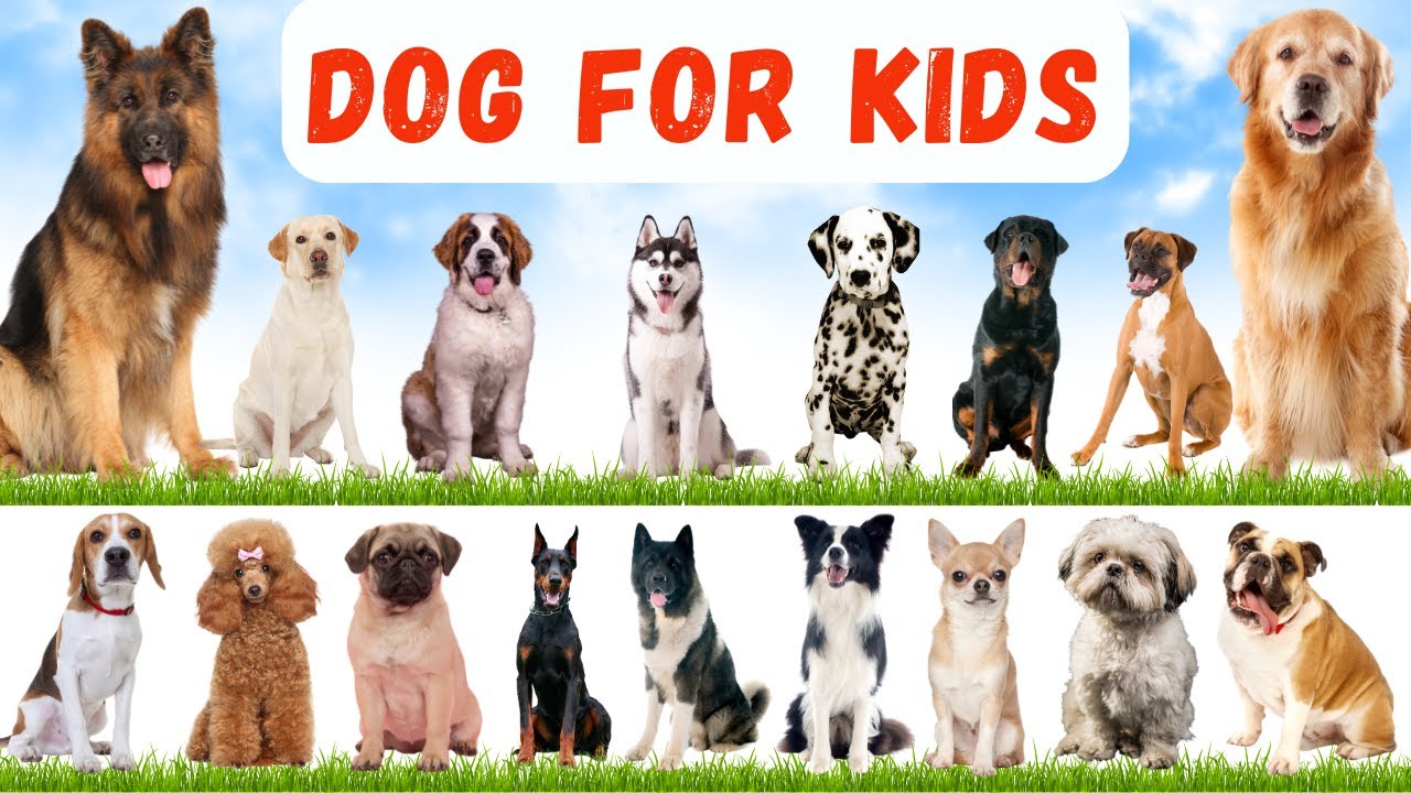 Dogs for Kids: The Best Breeds for Families