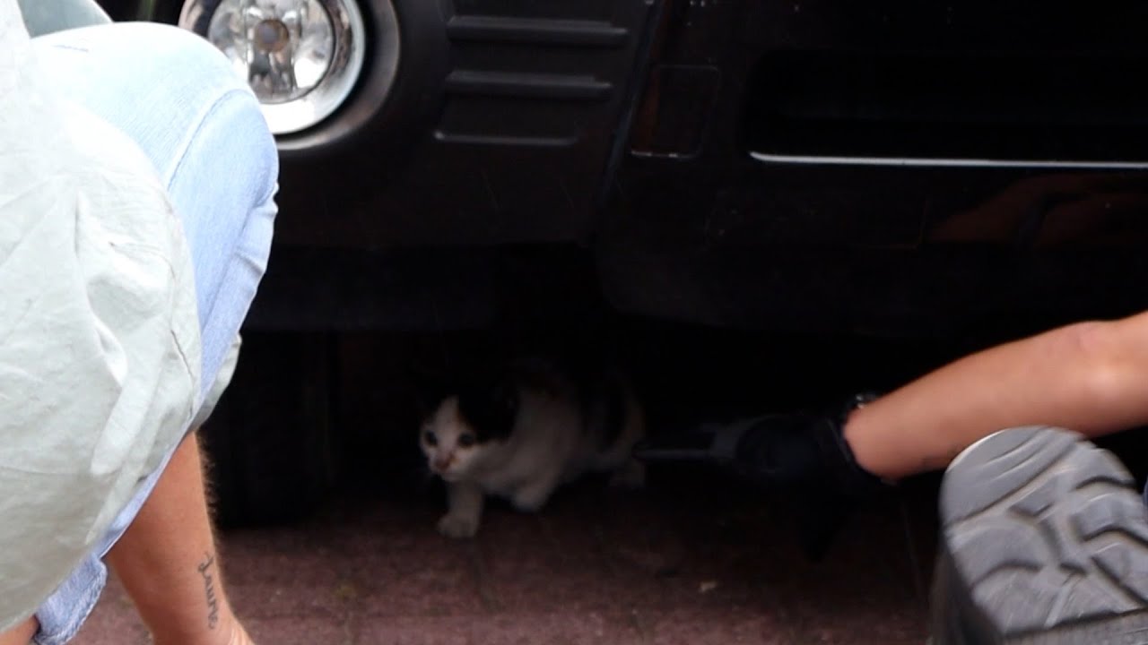 Een kat maakt rare sprongen in Schiedam en zit in het nauw - YouTube