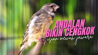BLACKTHROAT GACOR SUARA JERNIH EFECTIF buat MASTERAN KENARI BAHAN BELAJAR BUNYI CENGKOK MEWAH JAWARA