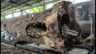 Shocking Sawmill Action ‼️ Rolling a Huge Trembesi Log
