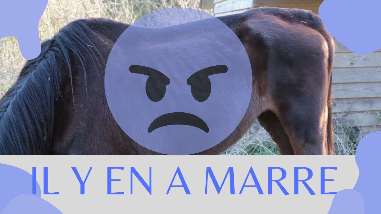 [ SAUVETAGE ] ENCORE UN ABANDON : CA SUFFIT