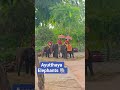 Ayutthaya Elephant #Ayutthaya #thailand #asia #travel #like #subscribe#world #amazing #wow #elephant