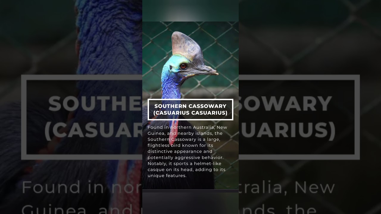 interesting10  largest bird's  in the world