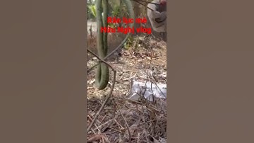 rắn lục loại này có đọc #shorts