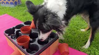 149 Brain Games for Your Dog. The Plant Tray. screenshot 1