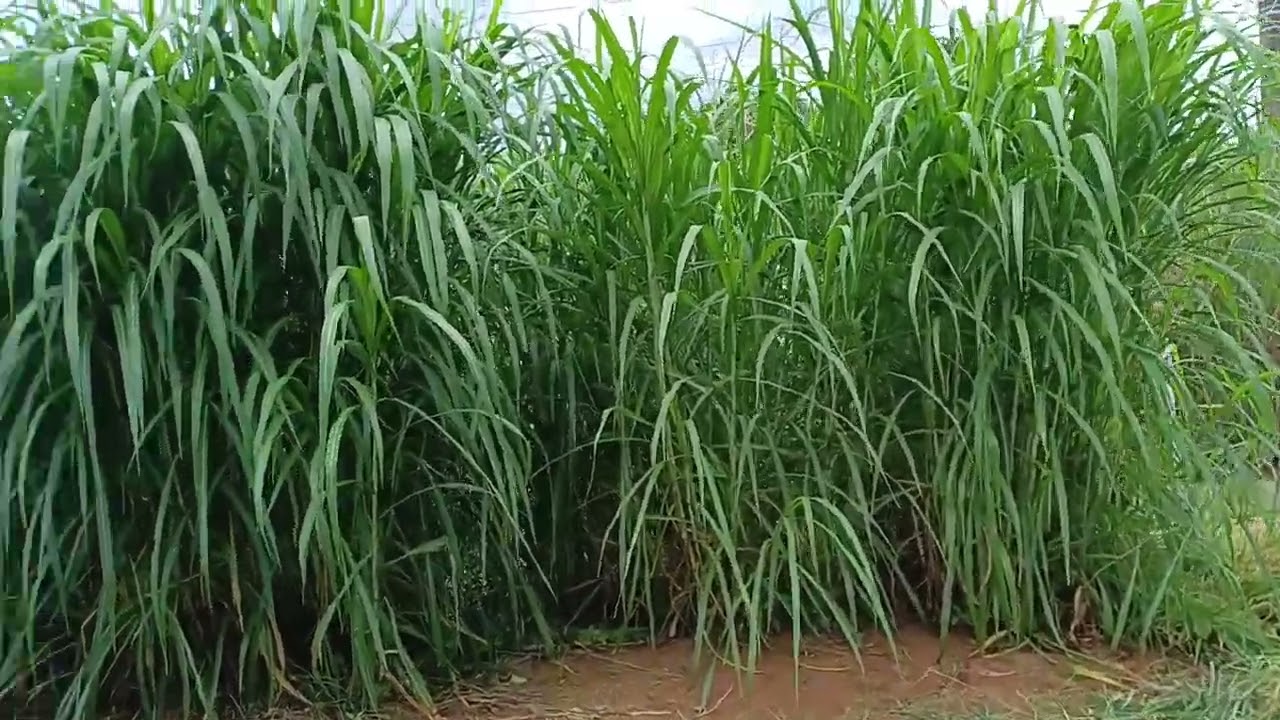 Chácara parte 02: limpeza 