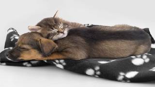 Comsmart Dog Blankets for Small Dogs, 6 Pack Puppy Blanket Cute Paw Print Pet Blanket Review