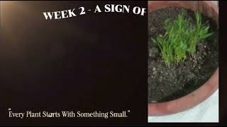Vlog for Performance task in T.L.E 7 | Khian P. Suan Grade 7 - Diamomd