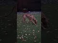Cocoa video
