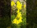 luvly yellow #Snapdragon 😍 Subscribe ☺️ 9/4/25 #Garden #Beauty  🥰