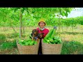 Harvesting green gourds  goes to market sell  farming cooking daily life  tieu lien