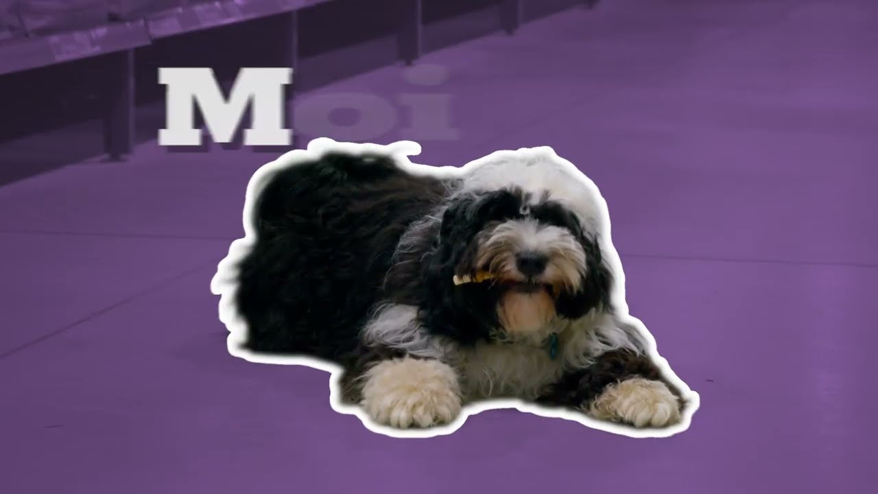 TV Lux Prod Réalisation Vidéo promotionnelle - Animal Passion