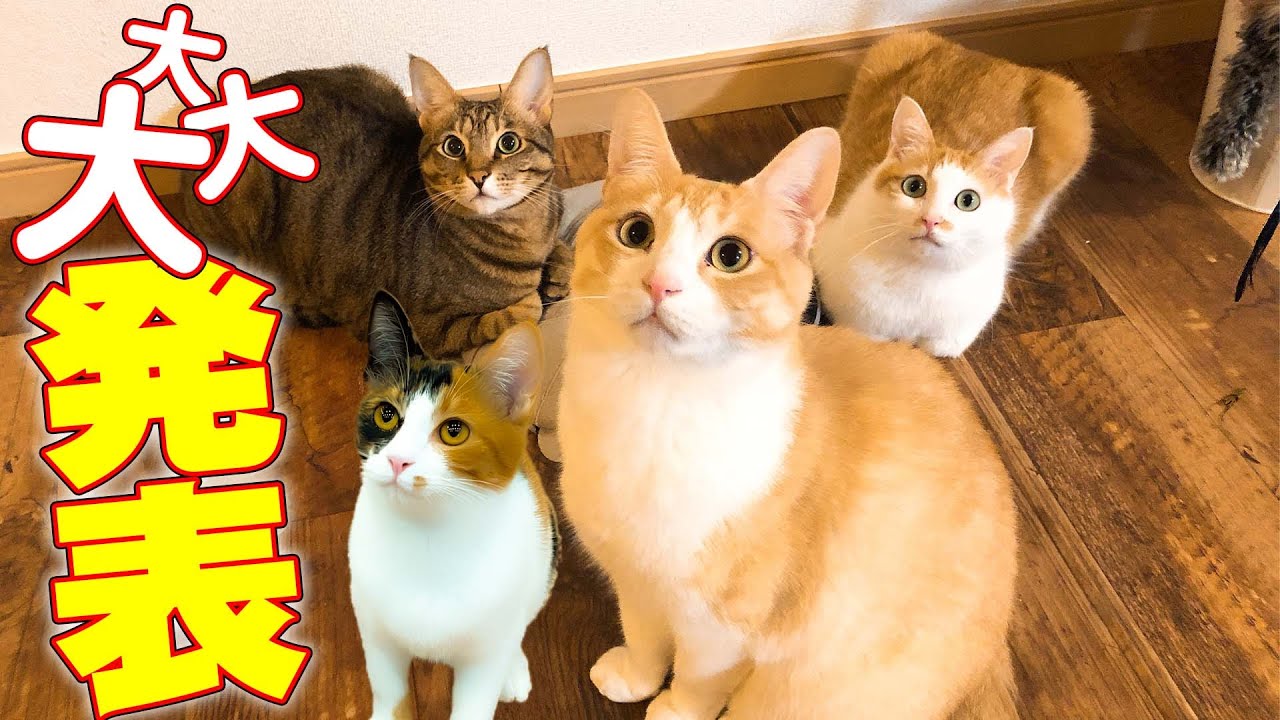 My four cats have some important news to announce!!! - YouTube