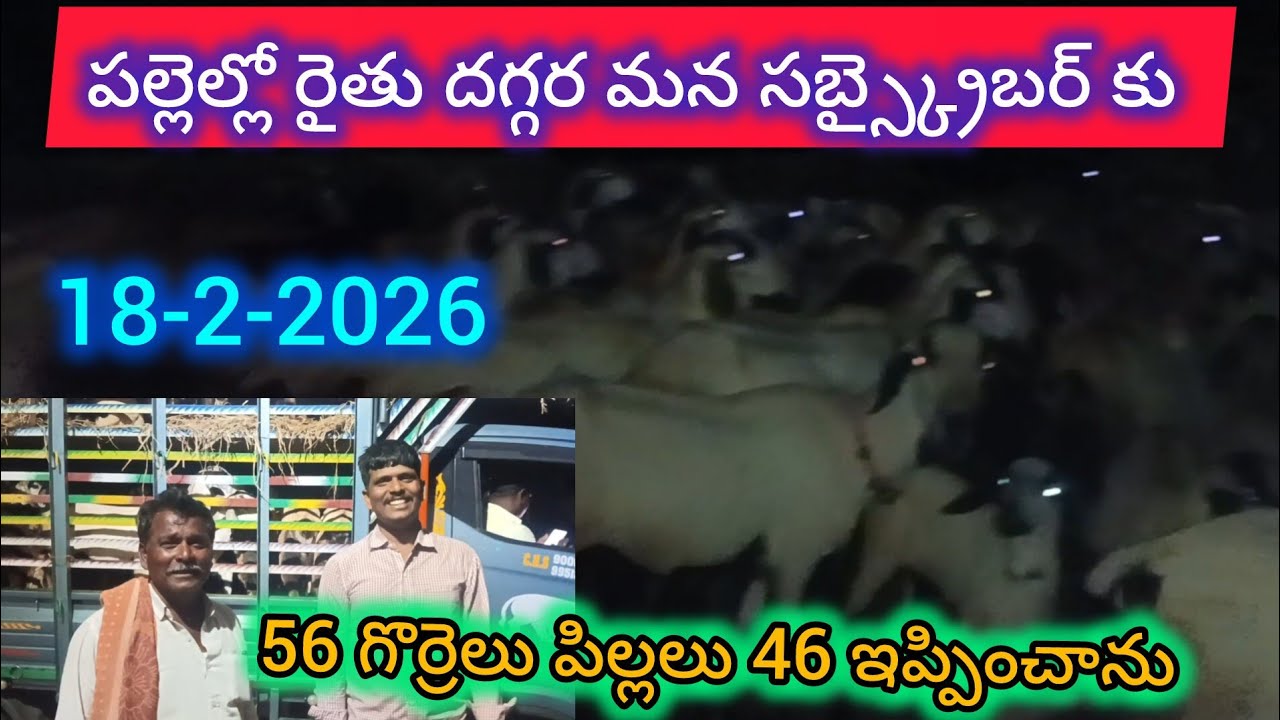  మన సబ్స్క్రైబర్ కు 56 గొర్రెలు పిల్లలు 46 పల్లెల్లో రైతు దగ్గర ఇప్పించాను(వెంకీ 6305662856) 18-2-26
