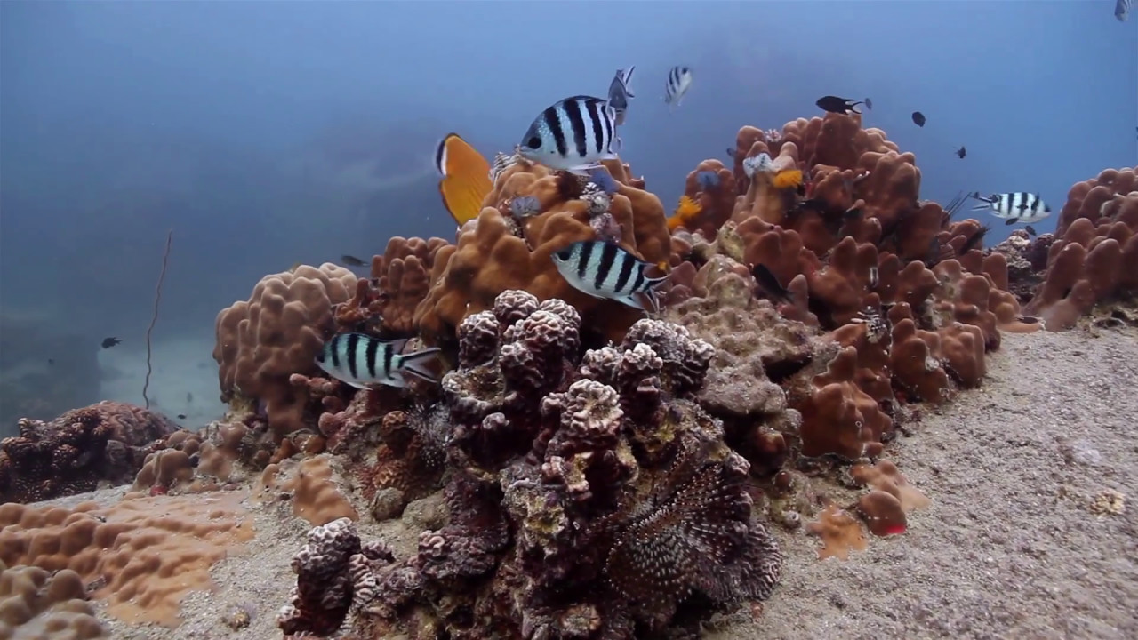 Underwater Videography Koh Tao (Shahidah Suhaimy)