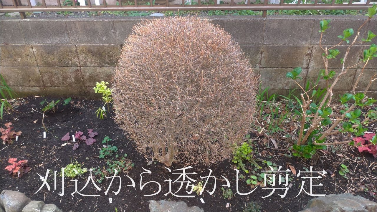 ドウダンツツジ｜ 刈込剪定から自然樹形に変える｜忌枝を抜いて透かし