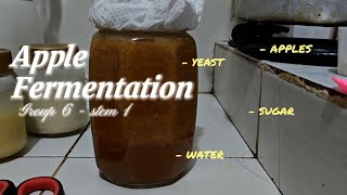 Apple Wine Fermentation: A STEM Learning Journey 🍎👩🔬🧑🔬