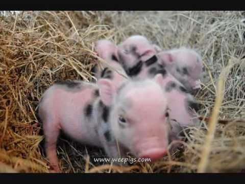 funny cute baby pigs