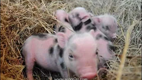 Precious cute Wee Pig- piglets are adorable little funny baby animals. Mini pigs farm.