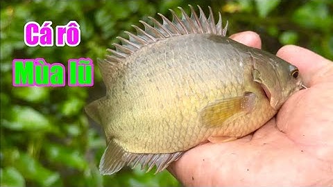 Câu cá rô đồng, mùa này cá mập tròn thiệt ngon 