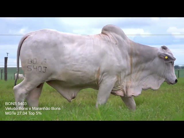 Lote 61   Leilão Virtual Especial Bonsucesso