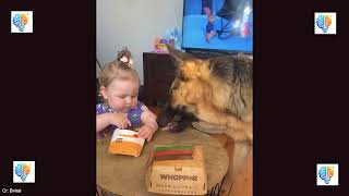 The Most Hilarious Pet Compilation On The Entire Internet Right Now