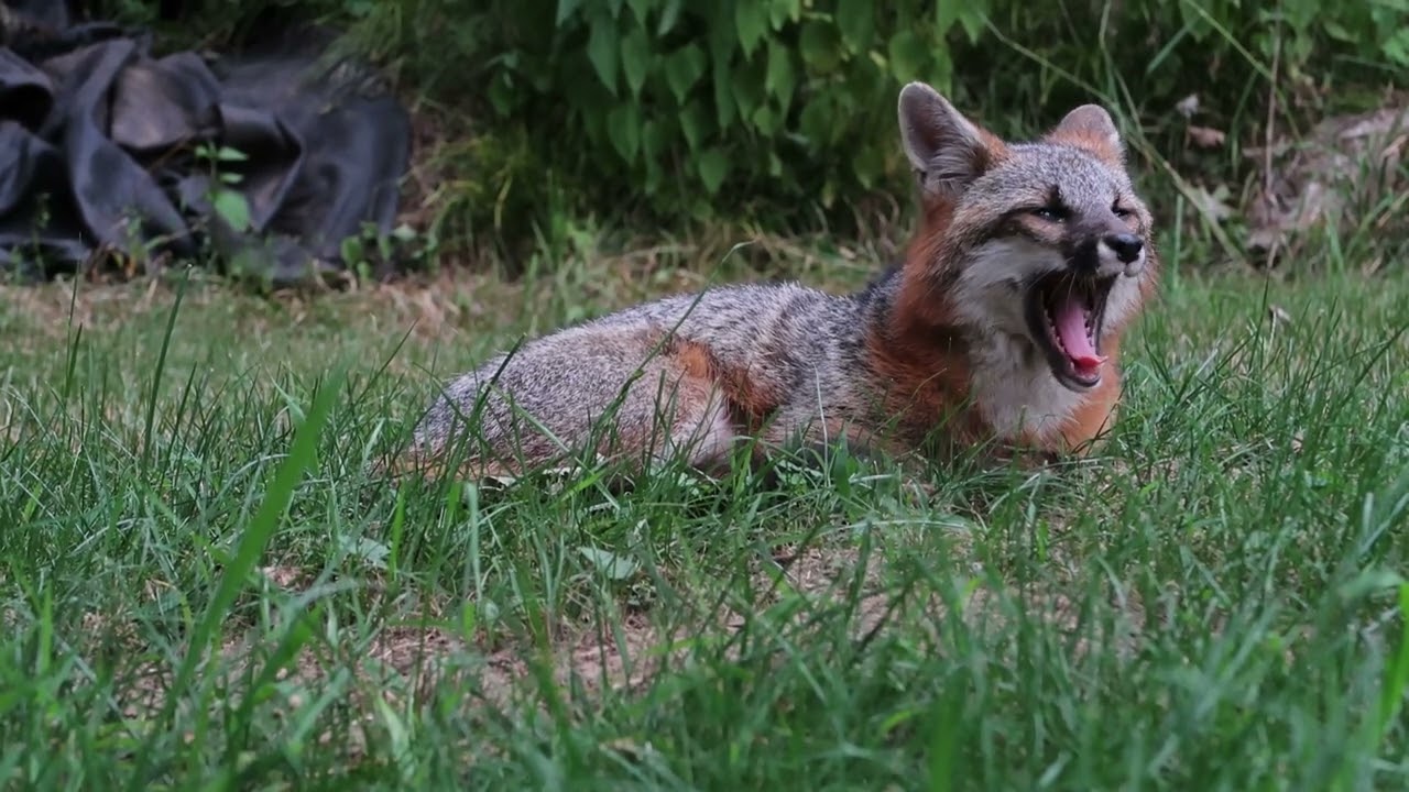 Relax with a Resting Wild Gray Fox.  15 Minutes of Relaxing Music.