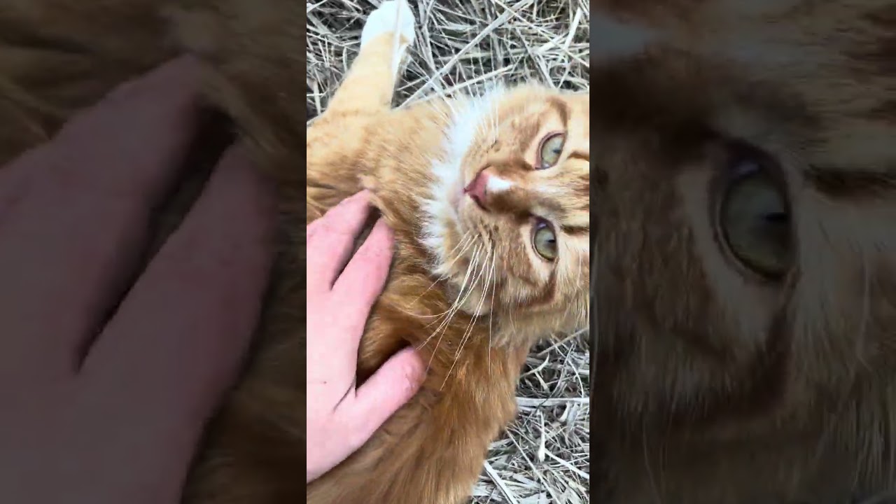 今日も遊んできました😊😼😻😸😺