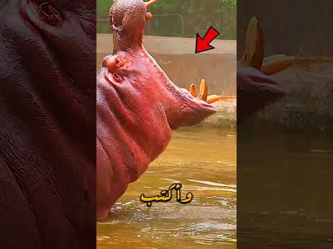 ابتعد عن فرس النهر اذا تبرز شورتس