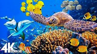 3 HOURS of 4K Underwater Wonders + Relaxing Music - Coral Reefs & Colorful Sea Life in UHD by Dream Soul 34,473 views 2 months ago 11 hours, 52 minutes