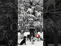 (Short) 12 Day Of Christmas: K-9 Edition -  Country Music -  2025 #1 #iamshedo #shedo #musicsong