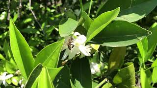 Adana Bahar Çiçekleri