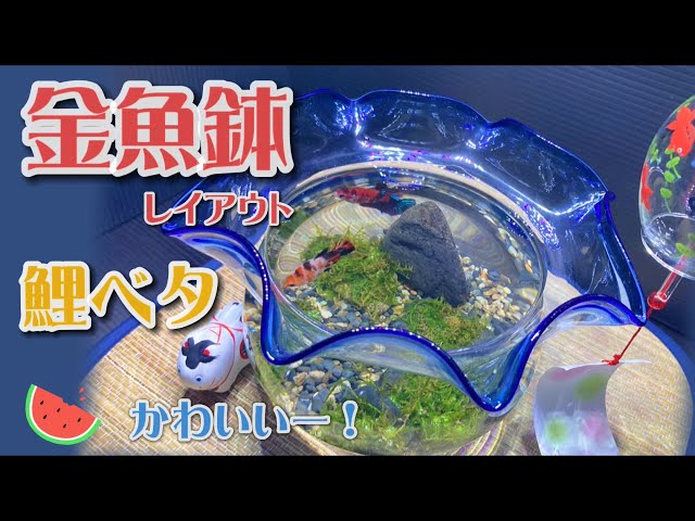鯉ベタ】金魚鉢で夏レイアウト！ - YouTube