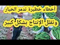 أخطاء خطيرة تسبب مشاكل كبيرة علي نبات الخيار وتدمر المحصول وتقلل من الإنتاج